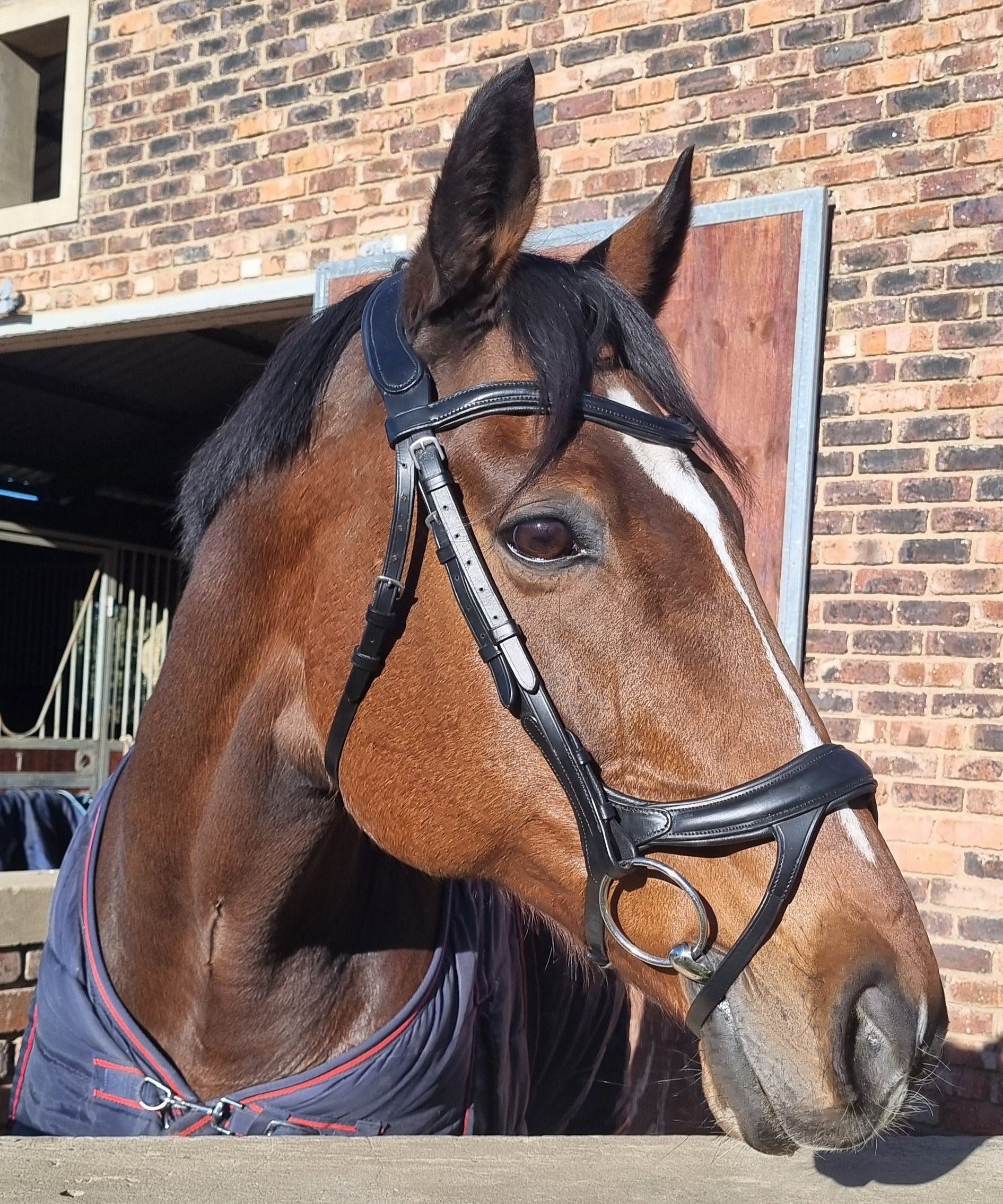 Bridle Anatomic Padded Solo
